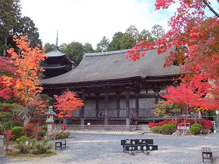 中部発 滋賀県を代表する紅葉名所をゆっくり観賞!湖南三山常楽寺と西教寺の紅葉トンネル 期間限定の近江牛「戦国御膳」<JAMJAM TOUR>3